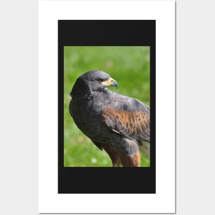 Harris hawk Posters and Art